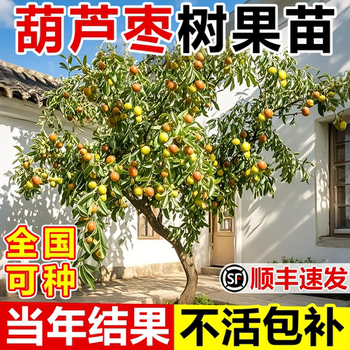 葫芦枣枣树活苗耐寒耐旱当年结果