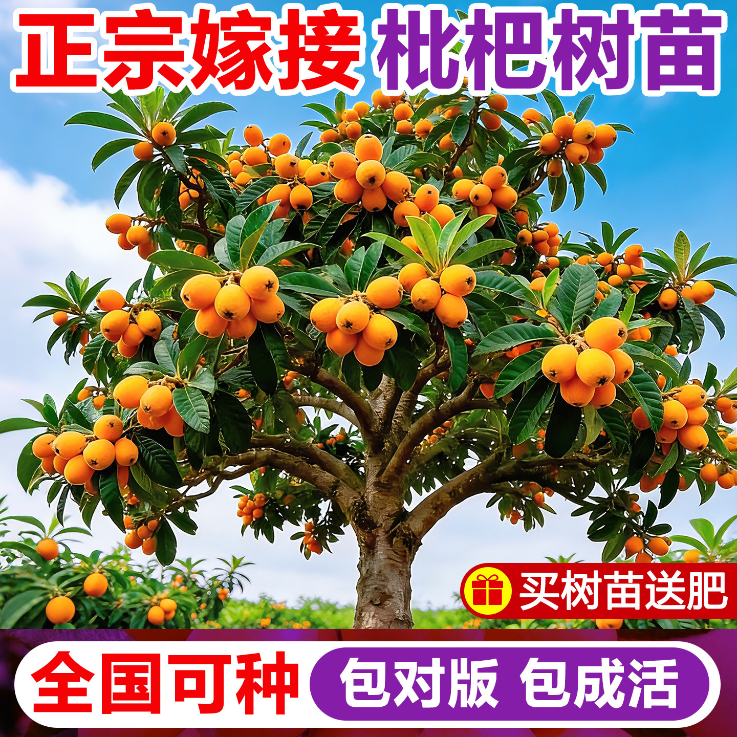 大五星枇杷苗树无核砂糖琵琶果树苗嫁接盆地栽南北方种植果苗大果
