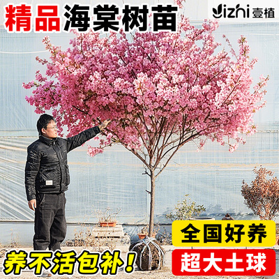 海棠树苗庭院地栽高杆西府海棠树