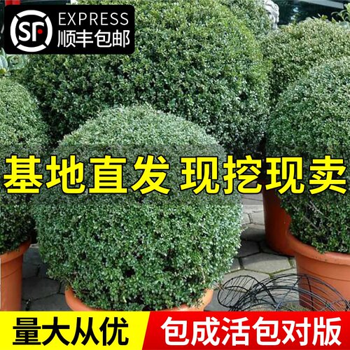 龟甲冬青树苗庭院绿化耐寒树苗球