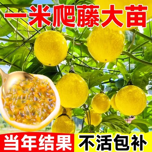 【1米特大嫁接苗】黄金9号百香果