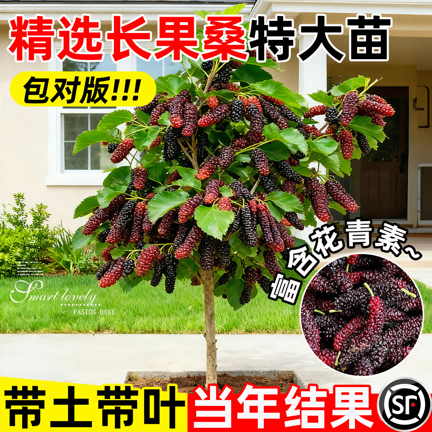 长果桑葚树苗特大盆栽无籽十黑桑大果树地栽庭院正宗台湾带果嫁接