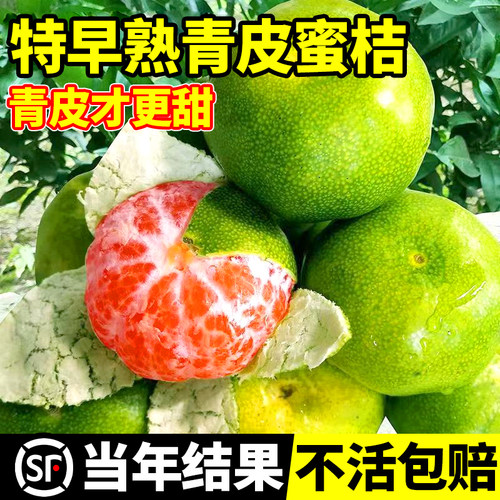 早熟青皮蜜桔耐寒橘子树