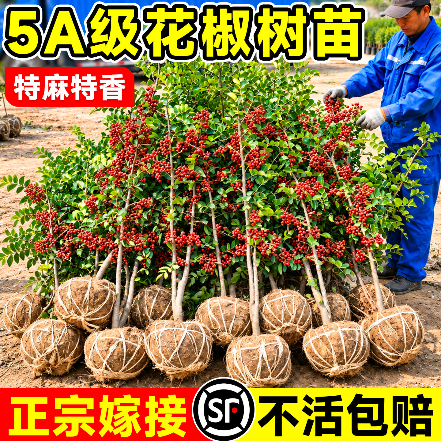 正宗嫁接花椒苗树四川汉源大红袍特麻青花椒藤椒当年结果无刺大苗图片