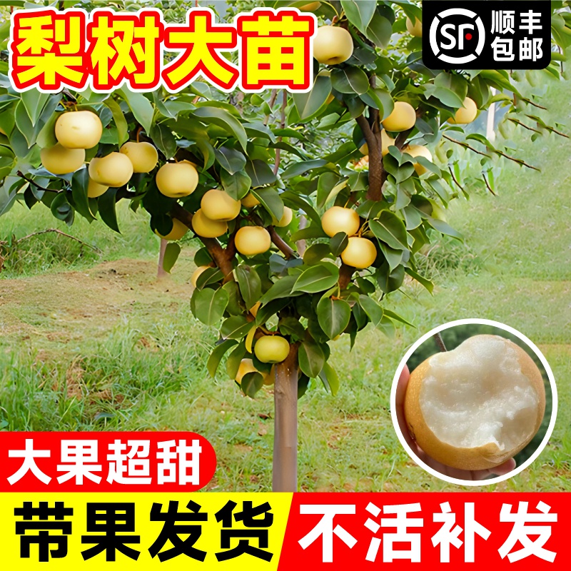 梨树果苗果树特大苗嫁接当年结果