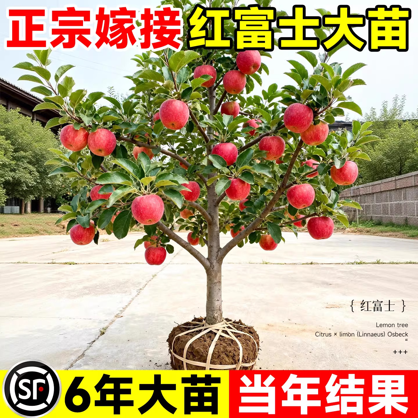 嫁接苹果树特大果苗红富士冰糖心树苗庭院南北方耐寒果树当年结果