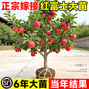 嫁接苹果树特大果苗红富士冰糖心树苗庭院南北方耐寒果树当年结果