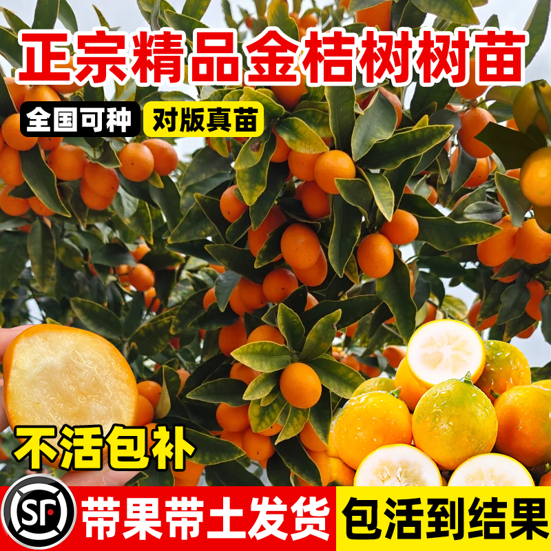 金桔树树苗带果发货地栽当年结果