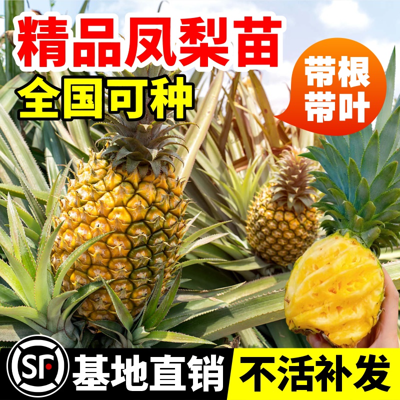 台湾金钻西瓜凤梨苗菠萝苗带果