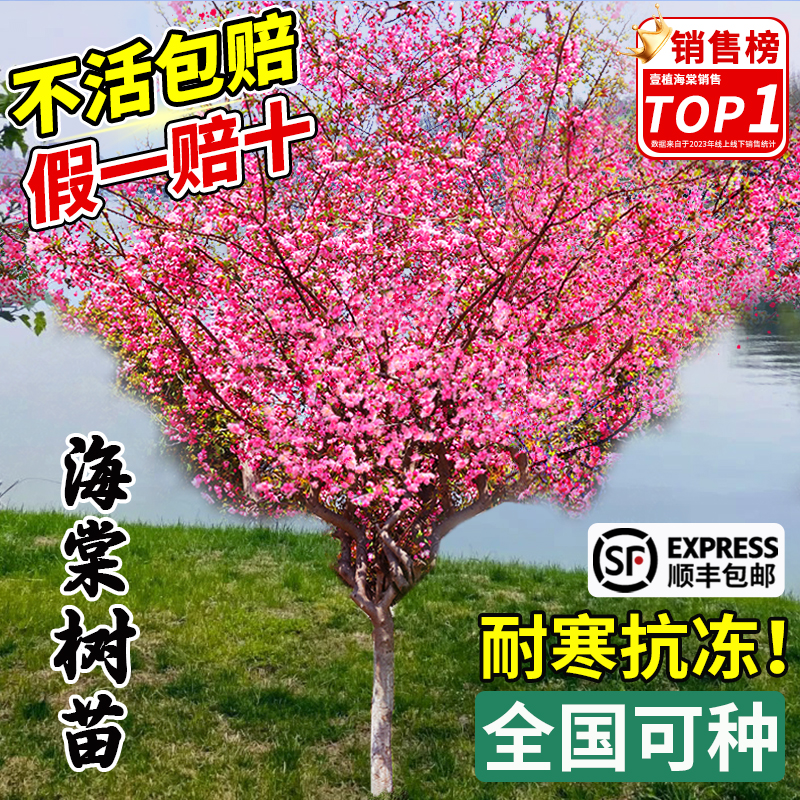 海棠花树苗西府垂丝海棠大树