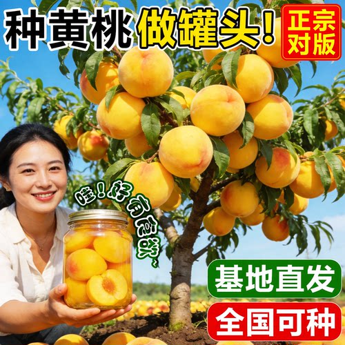 正宗黄桃树苗嫁接盆地栽当年结果