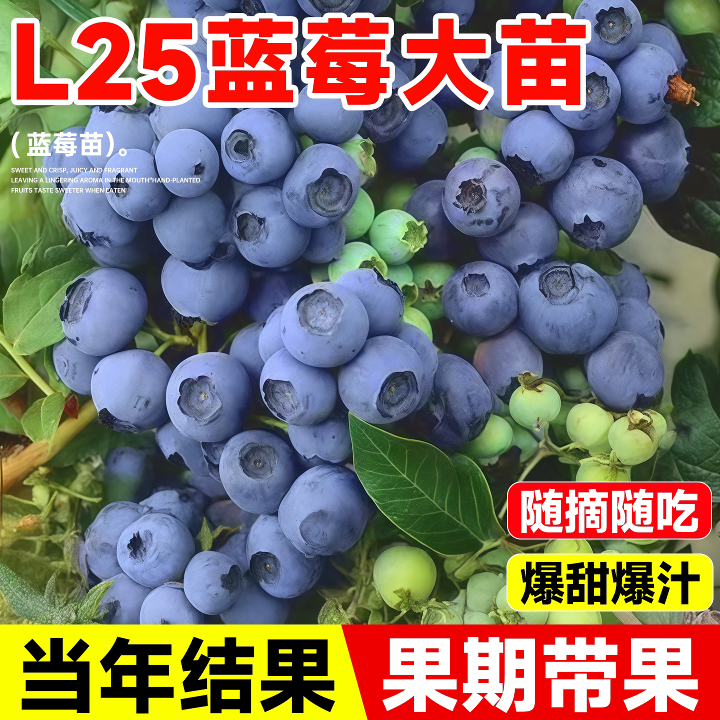 蓝莓树果苗盆栽阳台庭院耐寒南北方种植带果花香蓝莓特大当年结果