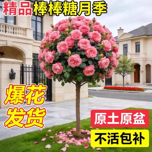 棒棒糖月季嫁接老桩大花盆栽