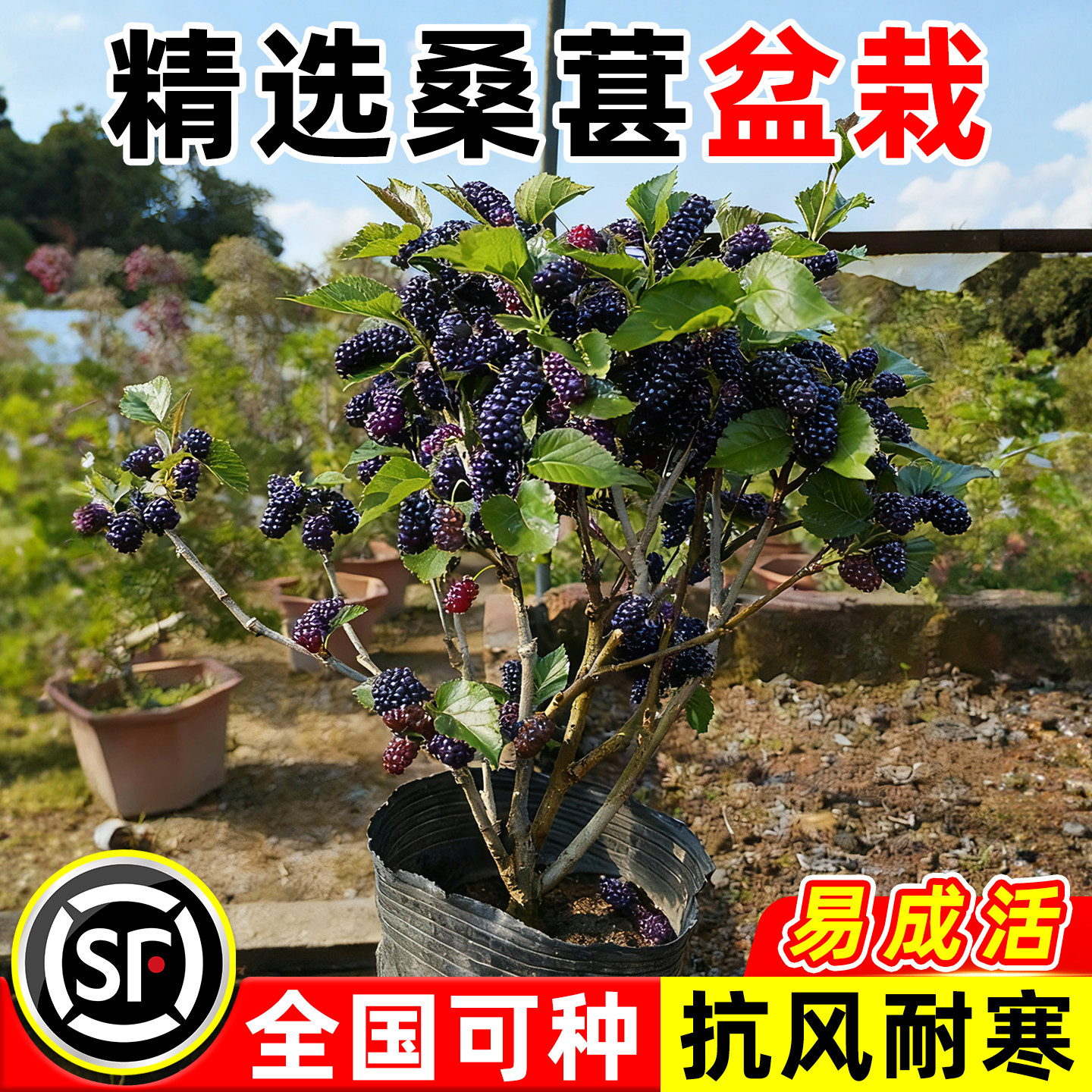 桑葚树苗嫁接无籽十长果桑当年结果南北方种植台湾四季盆栽耐寒