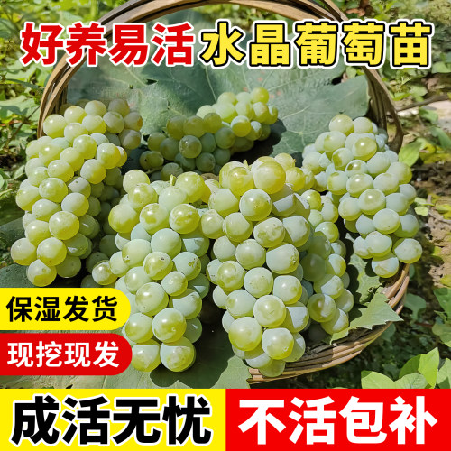 葡萄树苗阳光玫瑰南北方种植耐寒