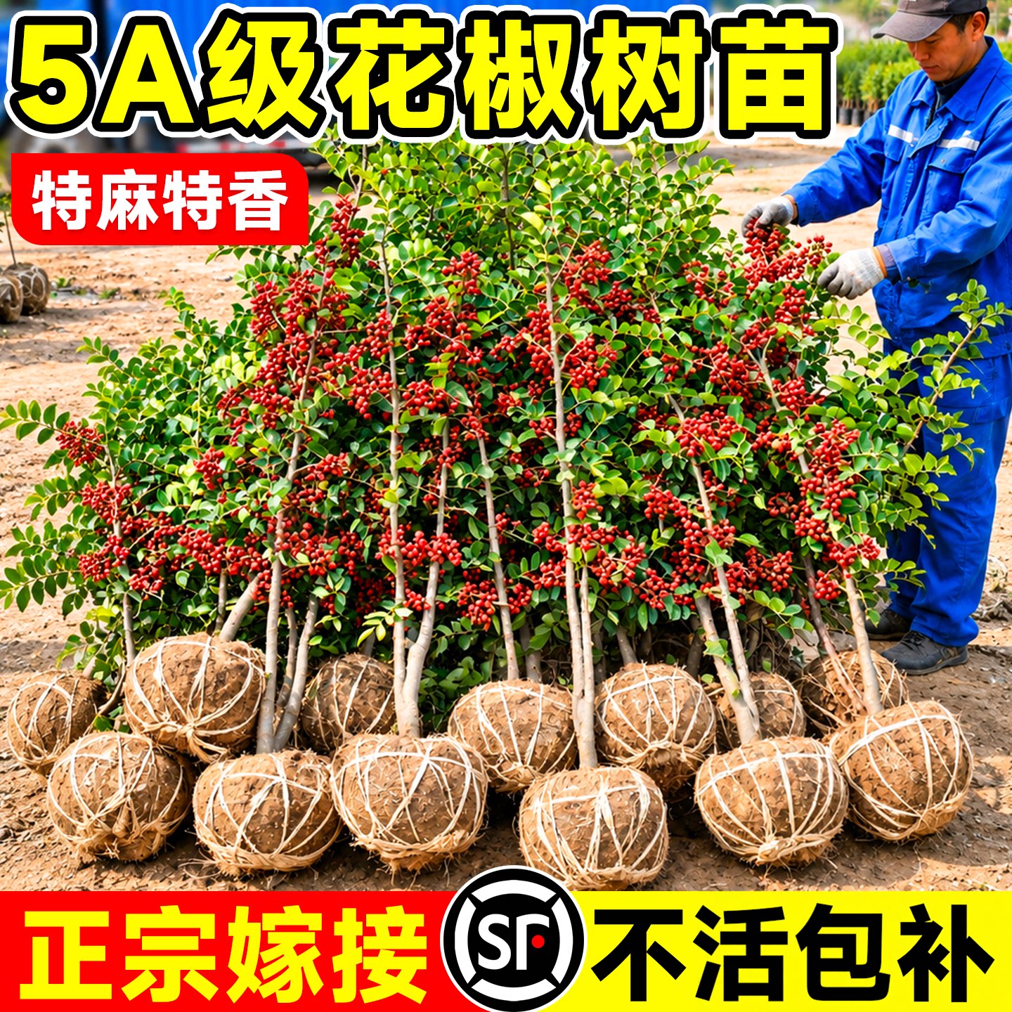 正宗嫁接花椒苗树四川汉源大红袍特麻青花椒藤椒当年结果无刺大苗