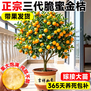 正宗广西三代融安脆蜜脆皮金桔树树苗带果南北方种植庭院盆栽地栽