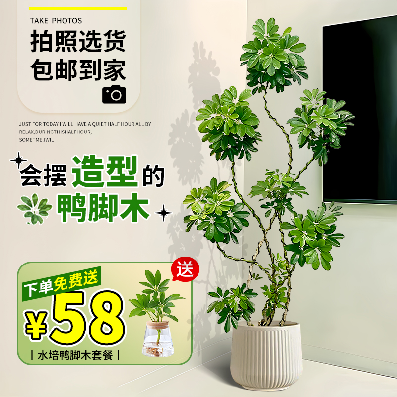 造型鸭脚木大型盆栽客厅鸭掌木老桩办公室内八方来财四季真绿植物
