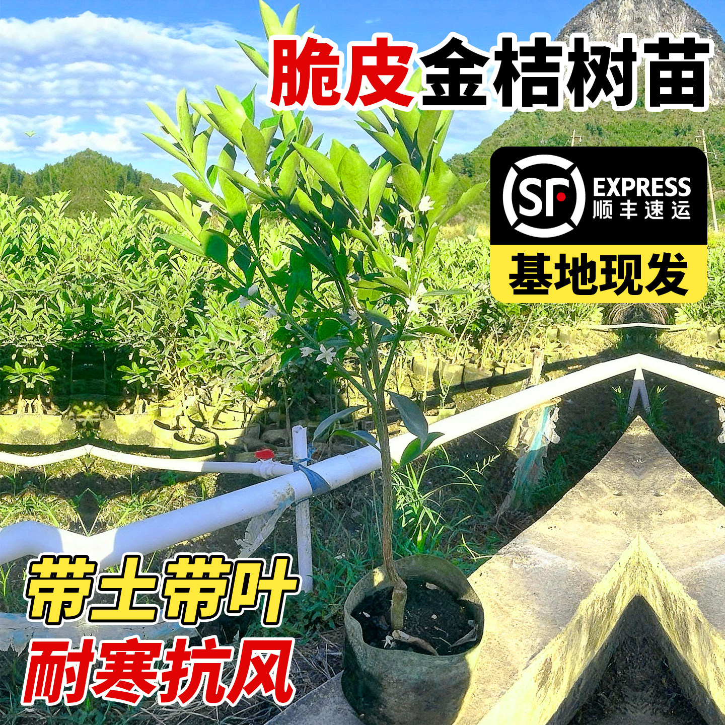 壹植当年结果脆皮金桔树包成活