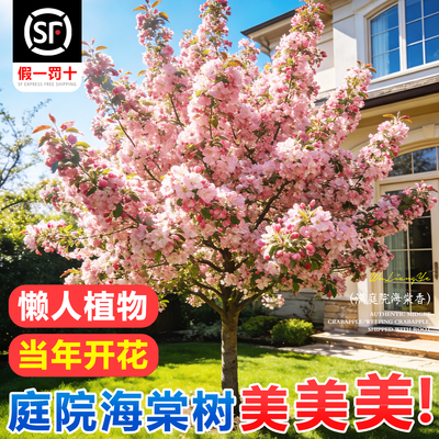 西府海棠树苗庭院地栽四季开花