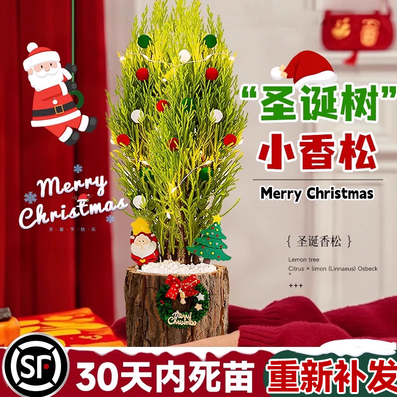 新款圣诞树小香松盆栽diy礼物