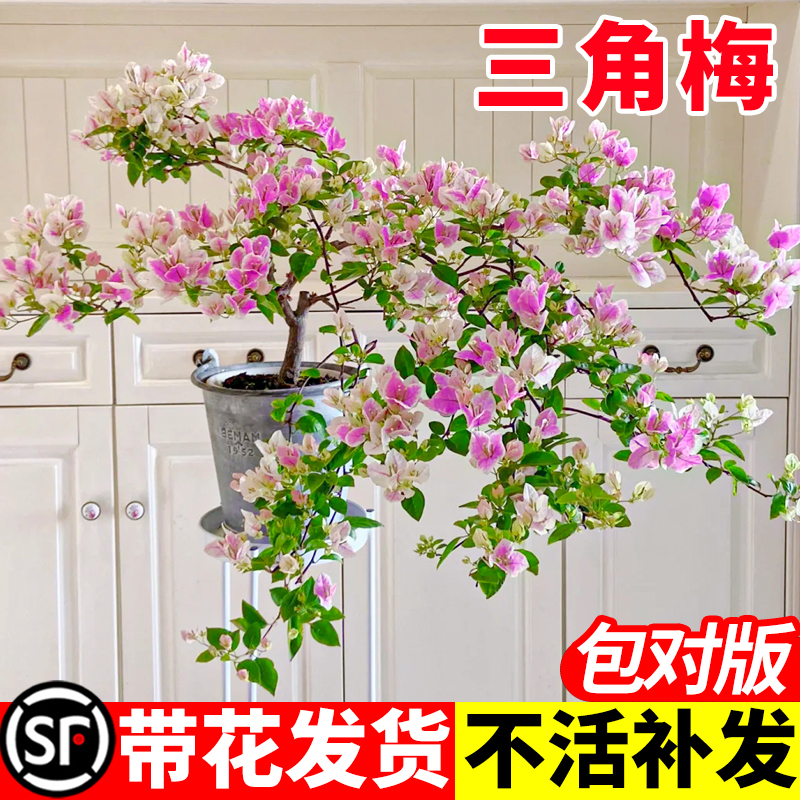 三角梅盆栽带花室内外爬藤植物