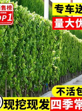 北海道黄杨冬青树苗篱笆墙围墙绿篱四季常青法国丛生大叶绿化植物