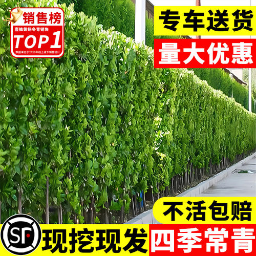 丛生北海道黄杨围墙篱笆耐寒常青