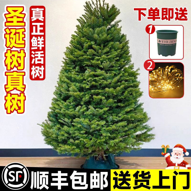 圣诞树真树挪威云杉盆栽绿植活的