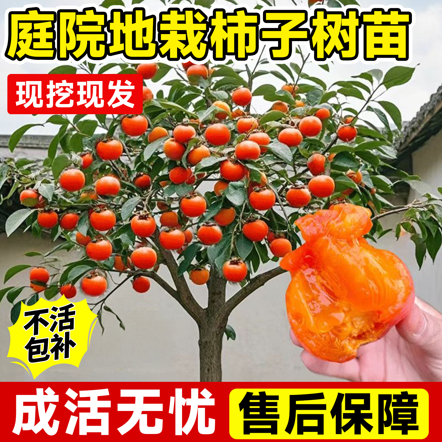 柿子树果苗南北种植耐寒当年结果