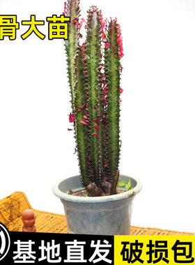 龙骨植物盆栽庭院户外客厅净化空气玉麒麟多肉花卉招财镇宅好养活