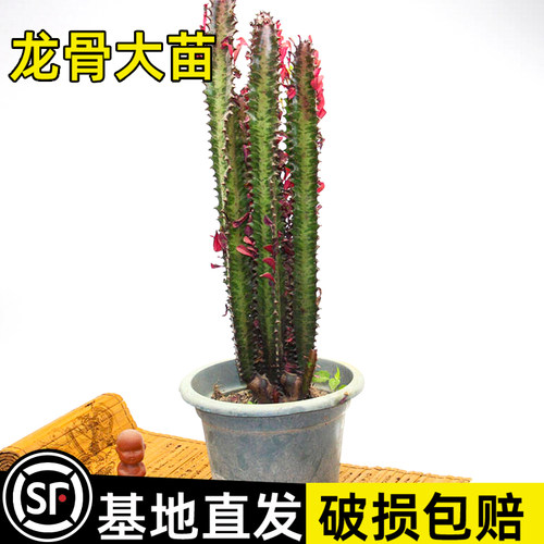 耐寒耐旱好养易活破损包赔
