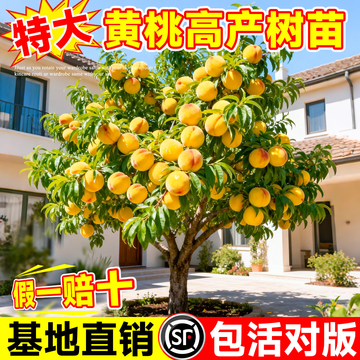黄桃树果苗桃树果苗优质嫁接苗大树北方南方桃树地栽盆栽桃树活苗
