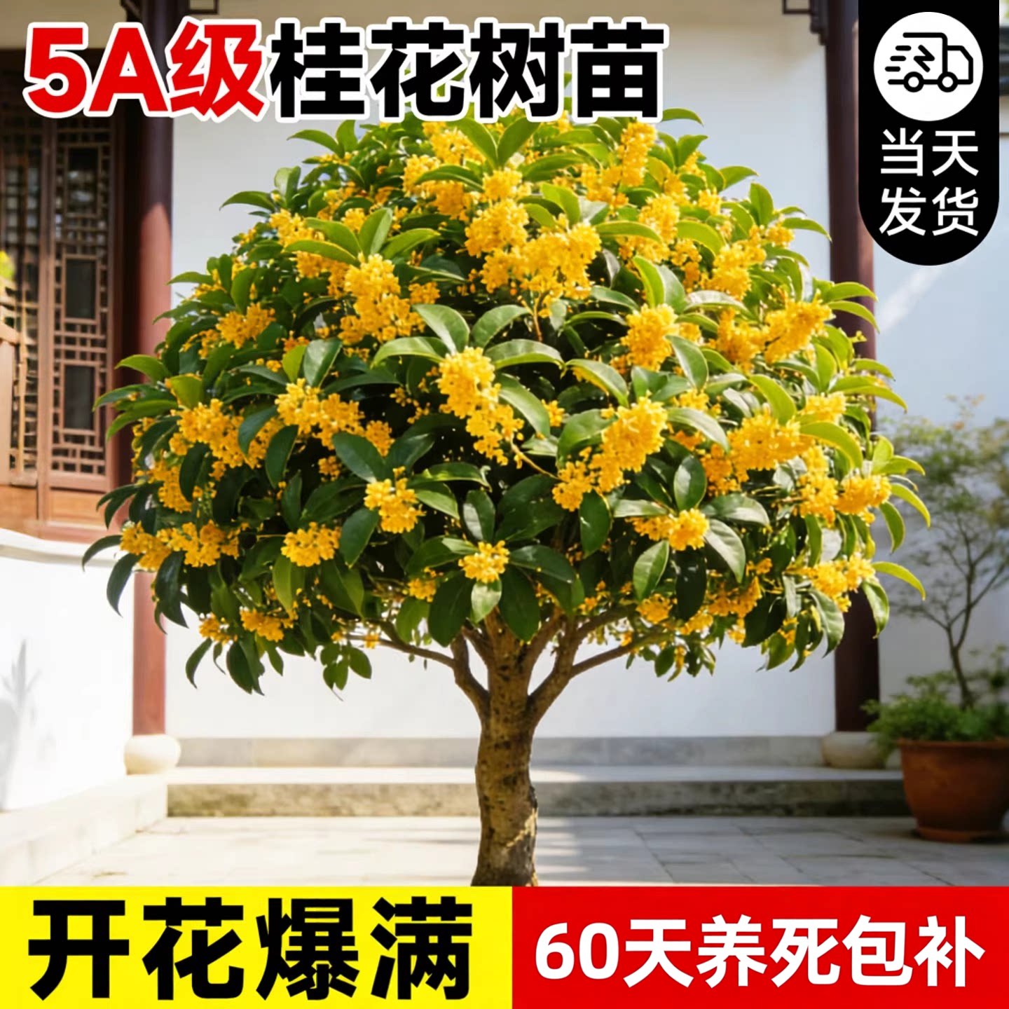 正宗浓香金桂树苗庭院阳台好养图片