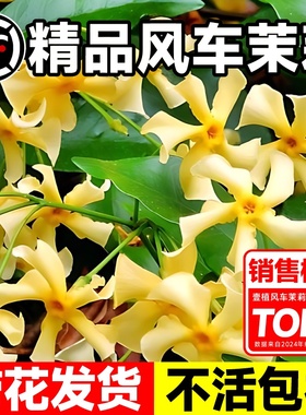 黄色风车茉莉花大苗浓香爬藤蔓盆栽老桩阳台庭院爬墙名贵花卉耐寒