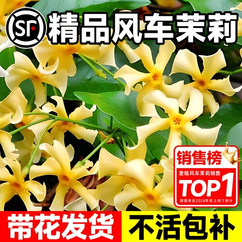黄色风车茉莉阳台庭院浓香耐寒