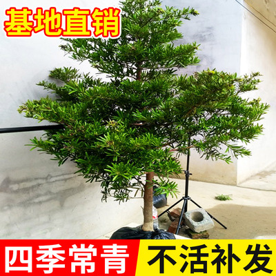 罗汉松盆景树苗小叶雀舌