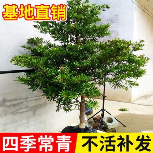 罗汉松盆景树苗小叶雀舌