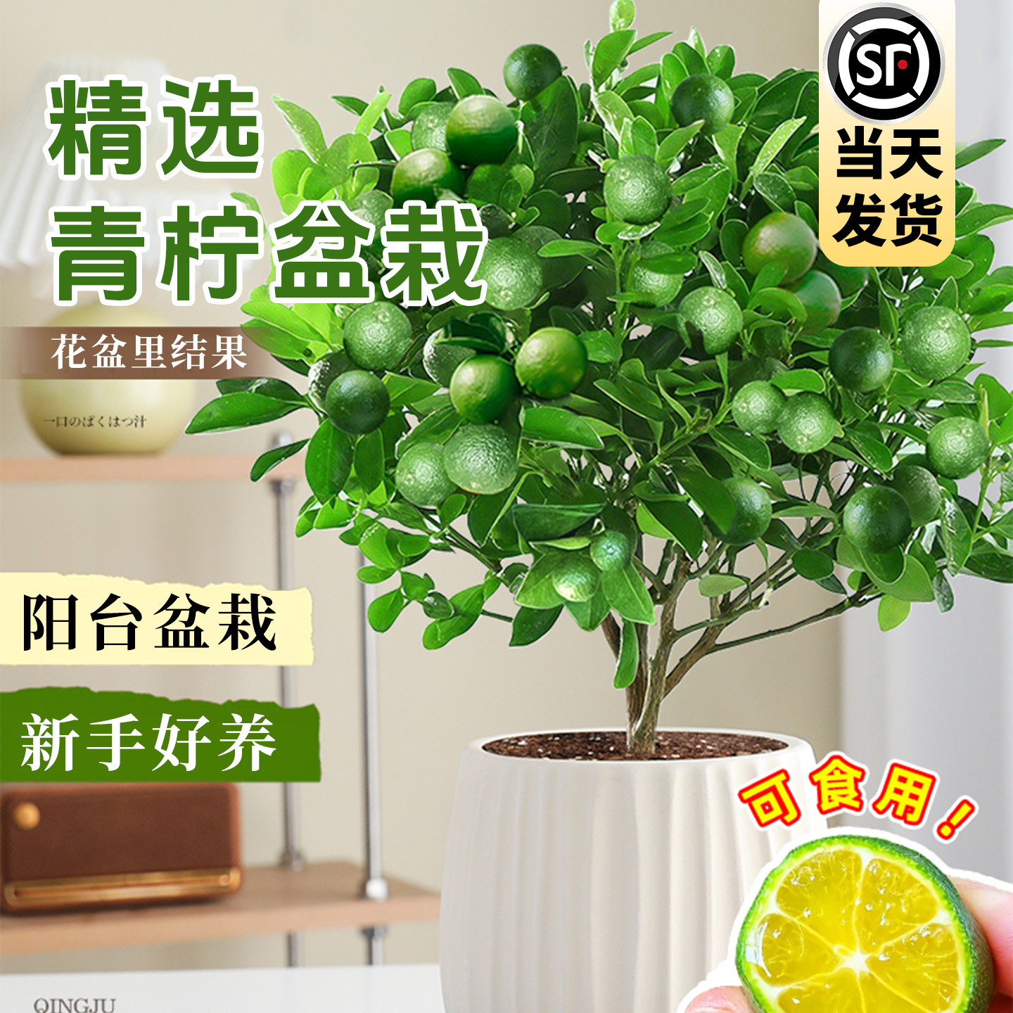 海南小青柠盆栽脆皮金桔室内种植