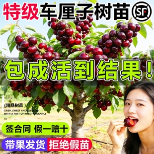 车厘子树苗正宗特大樱桃树苗矮化嫁接果树果苗庭院盆栽南北方种植