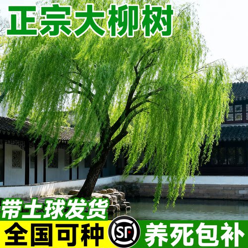 垂柳树苗公园绿化四季常青易成活