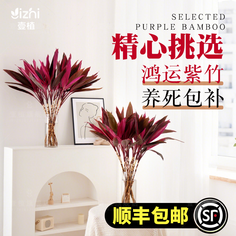 鸿运紫竹客厅招财水培植物