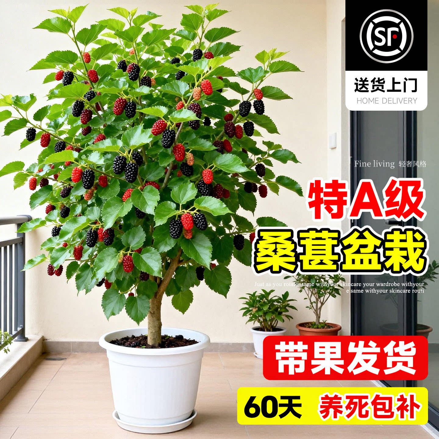 桑葚盆栽果树苗带果发货桑叶树南图片