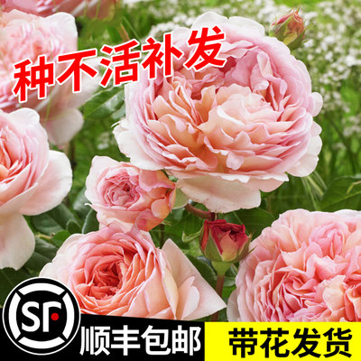 亚伯拉罕月季花苗大花浓香花卉