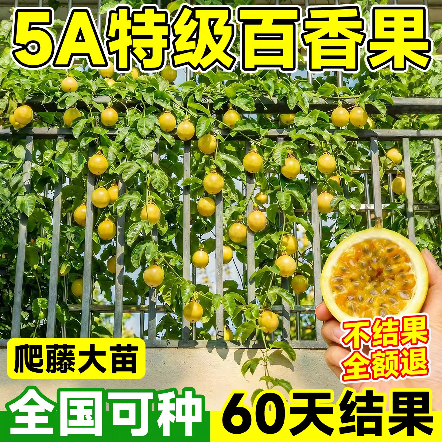 百香果树果苗黄金果9号大苗图片