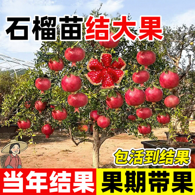 石榴树树苗全国种植当年结果耐寒