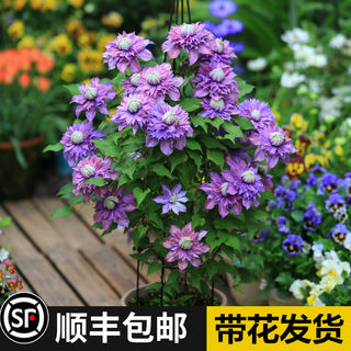 耐寒铁线莲大苗爬藤植物室内外庭院阳台花卉乌托邦四季开花好养活