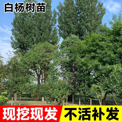 精品白杨树苗自家基地直销107