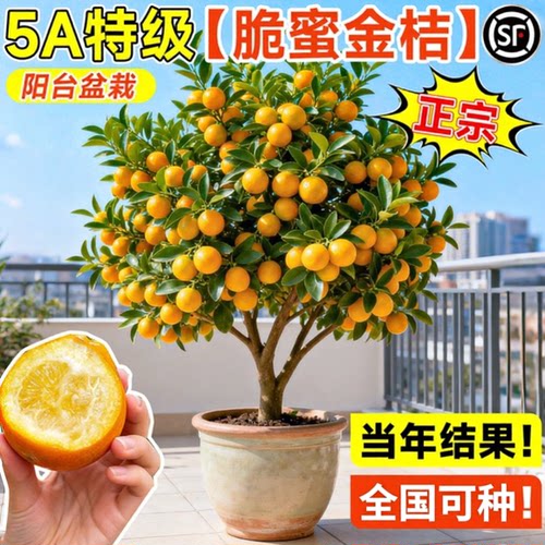 广西融安脆蜜金桔树树苗盆栽带果