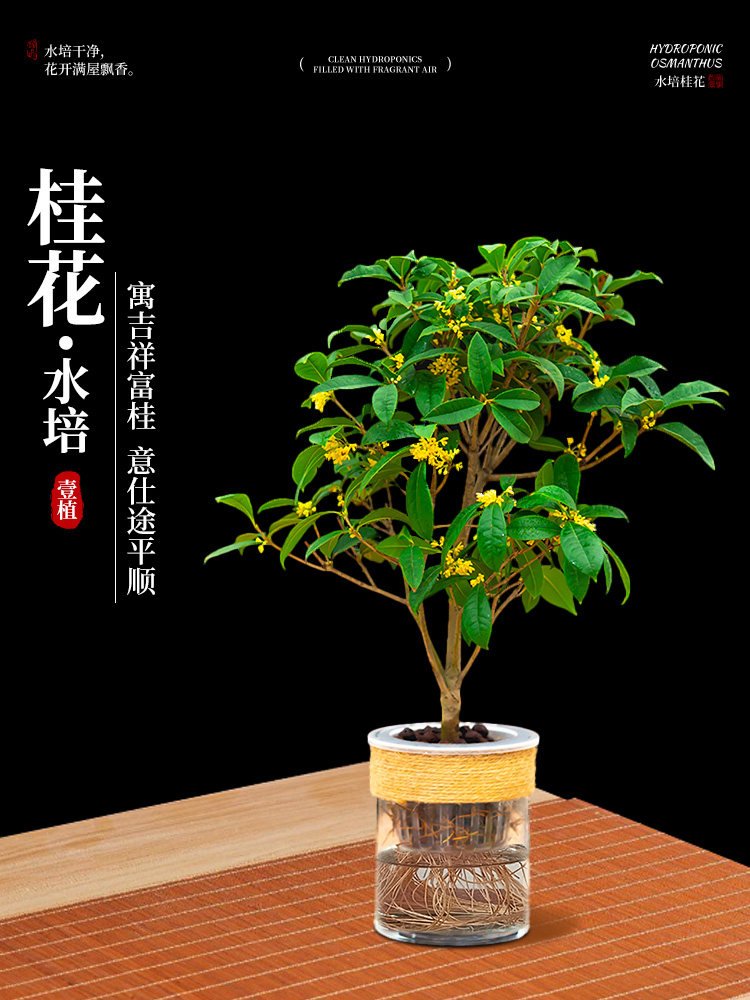 水培桂花盆栽树苗浓香型花卉绿植带花苞室内阳台办公室好养植物